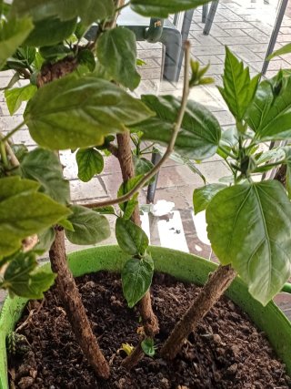 Planta de hibisco con flor roja
