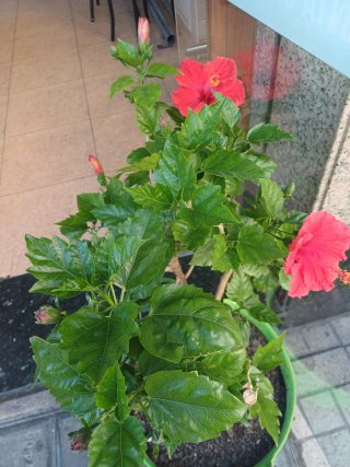 Planta de hibisco con flor roja