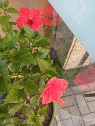 Planta de hibisco con flor roja