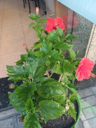 Planta de hibisco con flor roja