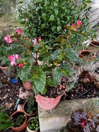Planta Begonia Rosa y Roja