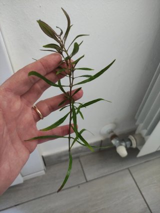 Hygrophila Araguaia Piante Acquario 5 Steli