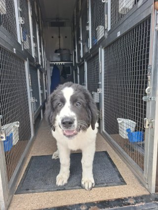 Transporte mascotas Espana-Europa