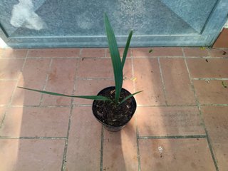 PIANTA PALMA Sabal minor h 25 cm in vaso 14
