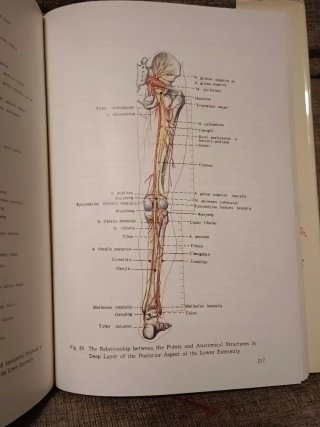 Anatomical Atlas of Chinese Acupuncture Points