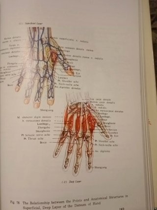 Anatomical Atlas of Chinese Acupuncture Points