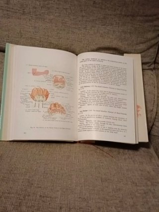 Anatomical Atlas of Chinese Acupuncture Points