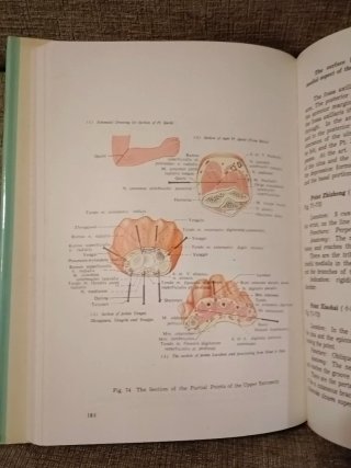 Anatomical Atlas of Chinese Acupuncture Points