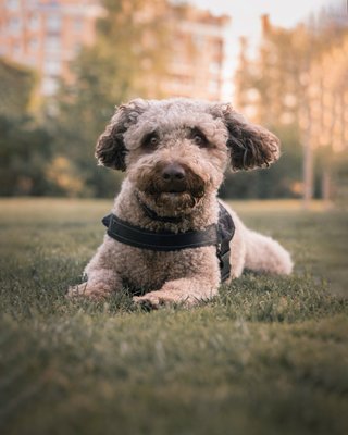 Sesión Fotos Mascotas Profesional Madrid