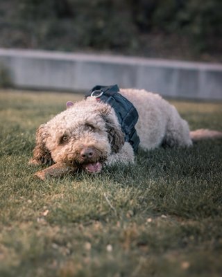Sesión Fotos Mascotas Profesional Madrid