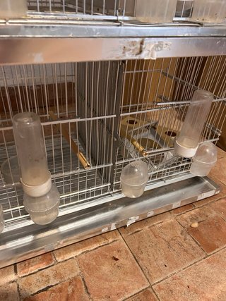Lote 4 Jaulas Pájaros + Accesorios