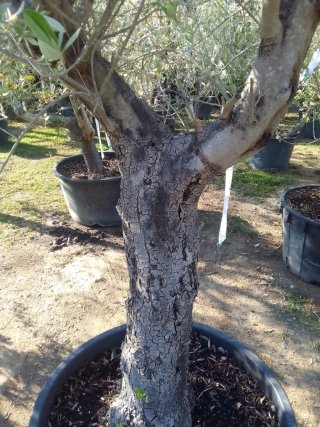 Olivos en maceta Enraizados en Maceta !