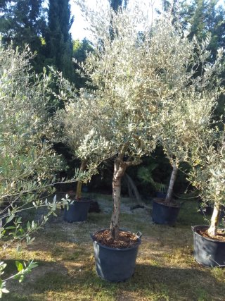 Olivos en maceta Enraizados en Maceta !