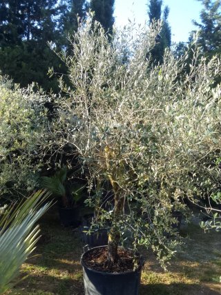 Olivos en maceta Enraizados en Maceta !