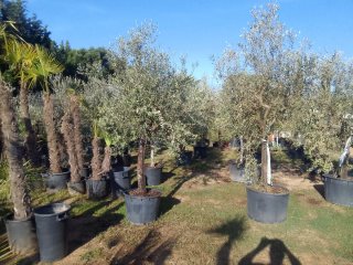 Olivos en maceta Enraizados en Maceta !