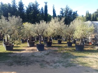 Olivos en maceta Enraizados en Maceta !