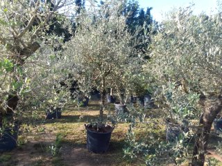 Olivos en maceta Enraizados en Maceta !