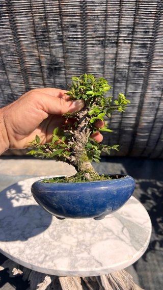PRE - BONSAI OLMO JAPONES NIRE KEYAKI IMPORT