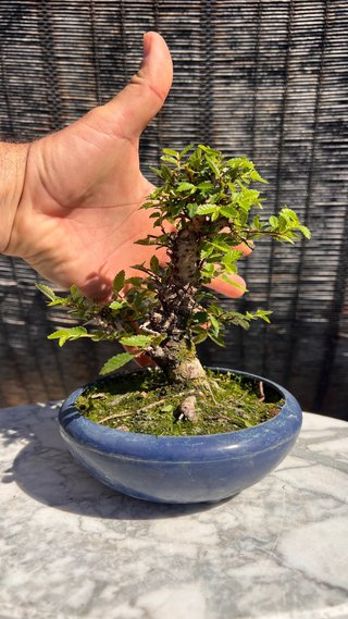PRE - BONSAI OLMO JAPONES NIRE KEYAKI IMPORT