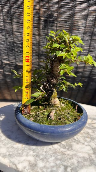 PRE - BONSAI OLMO JAPONES NIRE KEYAKI IMPORT