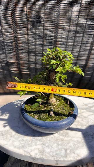 PRE - BONSAI OLMO JAPONES NIRE KEYAKI IMPORT