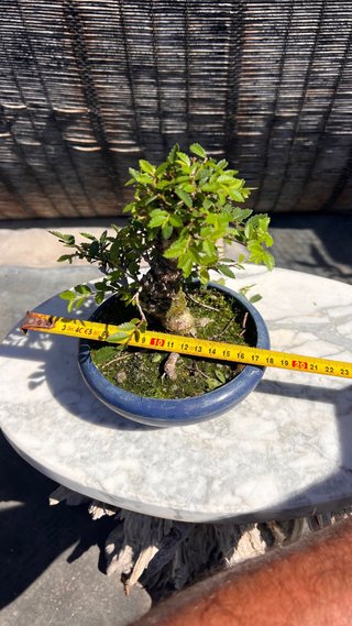 PRE - BONSAI OLMO JAPONES NIRE KEYAKI IMPORT