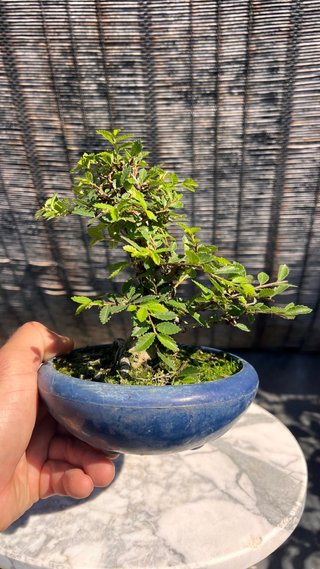 PRE - BONSAI OLMO JAPONES NIRE KEYAKI IMPORT