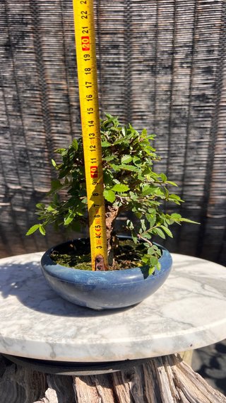 PRE - BONSAI OLMO JAPONES NIRE KEYAKI IMPORT