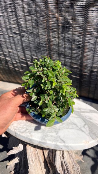 PRE - BONSAI OLMO JAPONES NIRE KEYAKI IMPORT