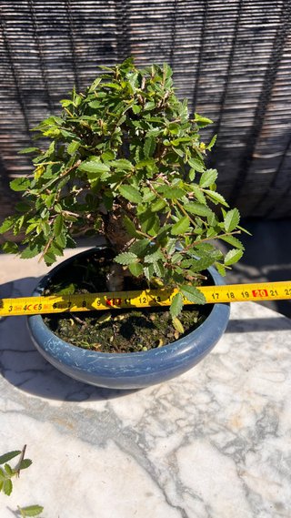 PRE - BONSAI OLMO JAPONES NIRE KEYAKI IMPORT