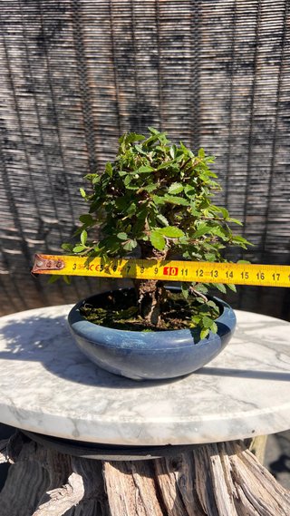 PRE - BONSAI OLMO JAPONES NIRE KEYAKI IMPORT