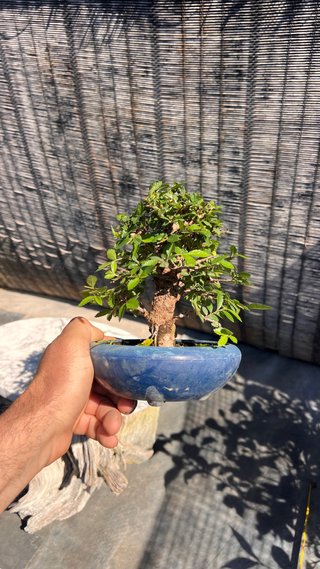 PRE - BONSAI OLMO JAPONES NIRE KEYAKI IMPORT