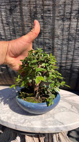 PRE - BONSAI OLMO JAPONES NIRE KEYAKI IMPORT