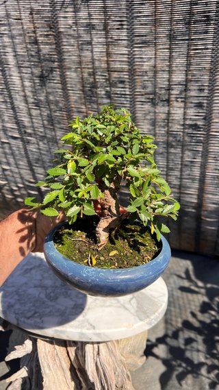 PRE - BONSAI OLMO JAPONES NIRE KEYAKI IMPORT