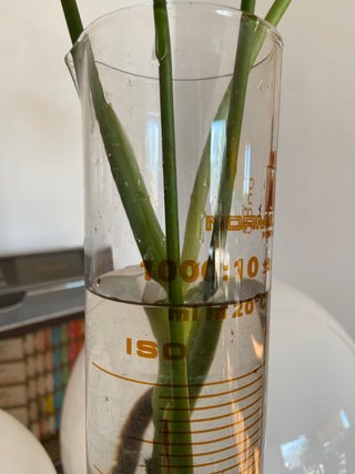 Antigua Probeta de cristal 47 Cms grande Normax