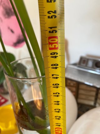 Antigua Probeta de cristal 47 Cms grande Normax