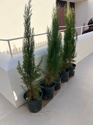 Cipreses en maceta (5 unidades)