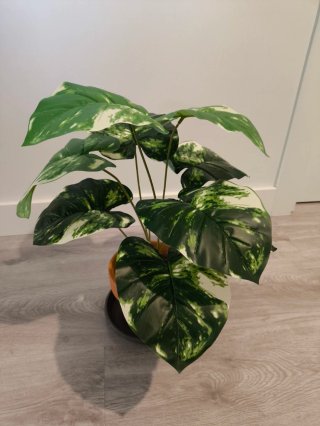 Planta Tropical Decoración