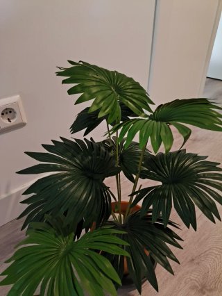 Planta Palmera Tropical Decorativa