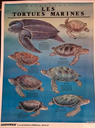 4 Carteles Greenpeace A mi madre, la mar