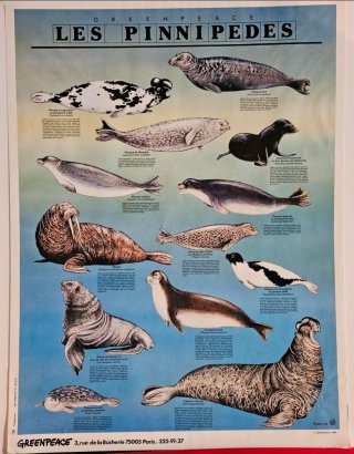 4 Carteles Greenpeace A mi madre, la mar