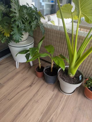 Platanera Basjoo resistente al frio