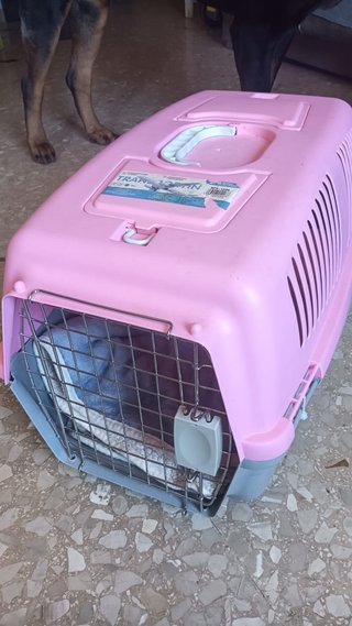 Transportín para gatos rosa y gris