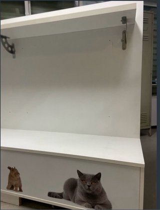 Estantería blanca Royal Canin gatos