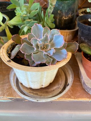 Planta suculenta