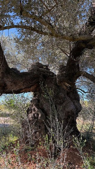Terreno en venta en Alcalà de Xivert pueblo en Alcalà de Xivert