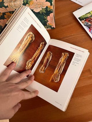 Encyclopaedia Anatomica