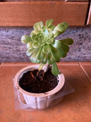 Planta Suculenta Aeonium