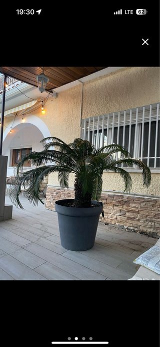 Palmera en maceta grande