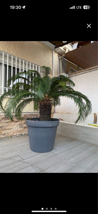 Palmera en maceta grande